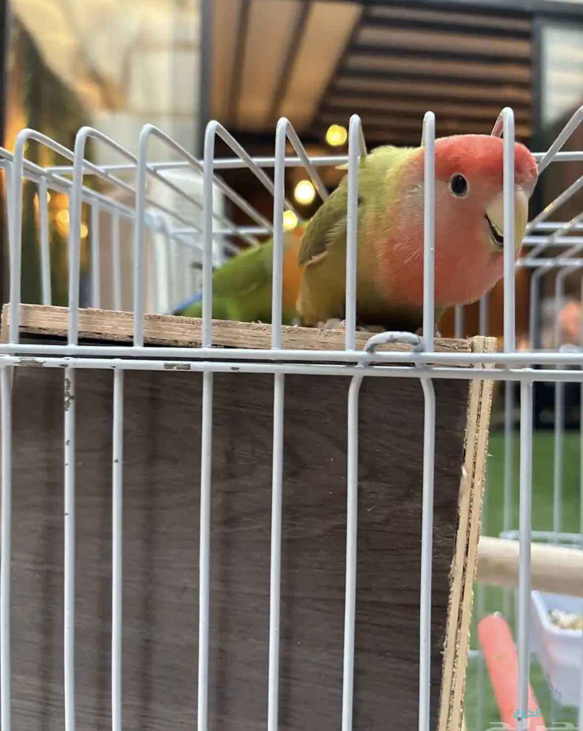 جوز روز غير اليفات