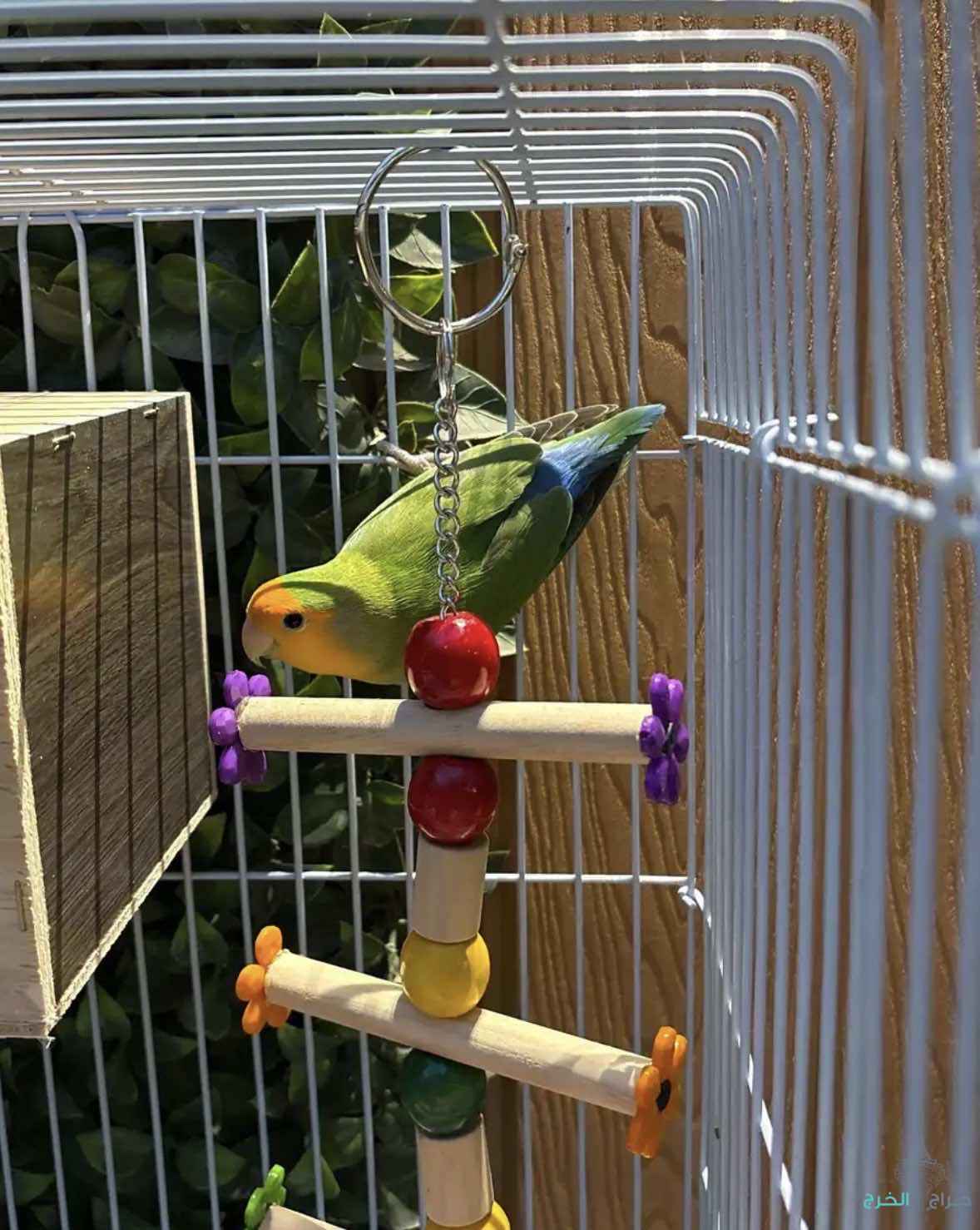 جوز روز غير اليفات