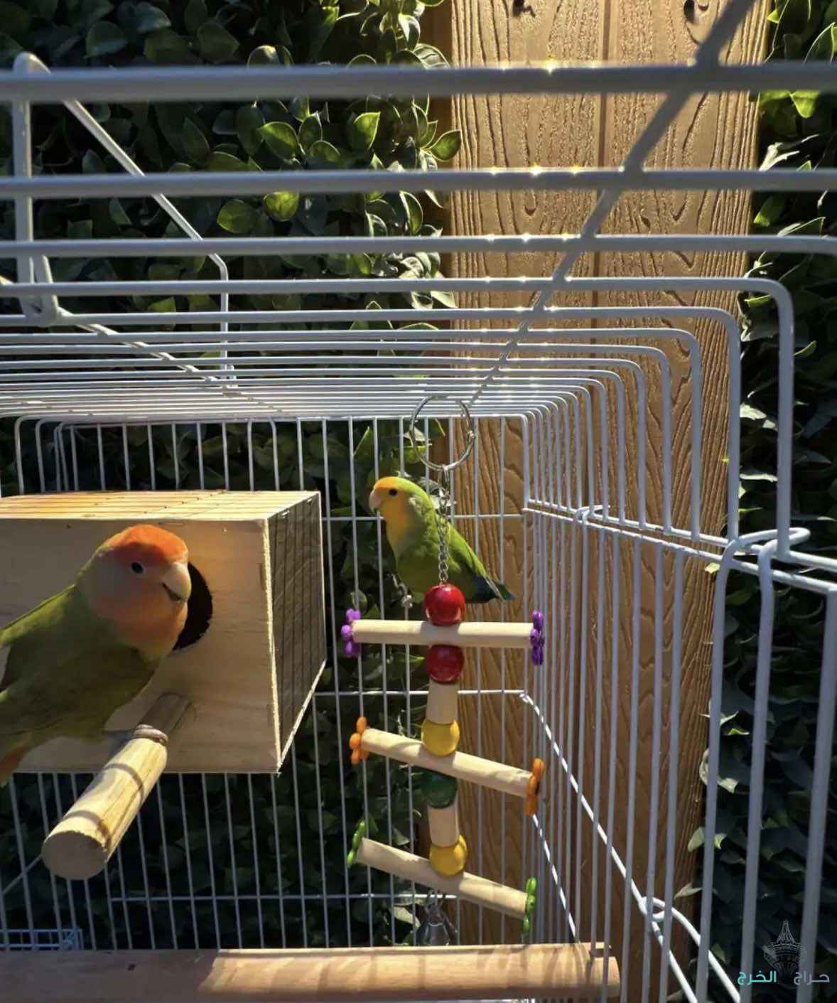 جوز روز غير اليفات