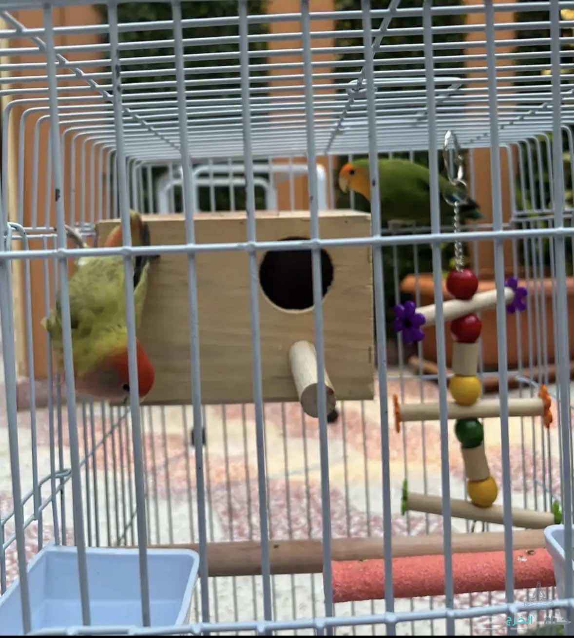 جوز روز غير اليفات