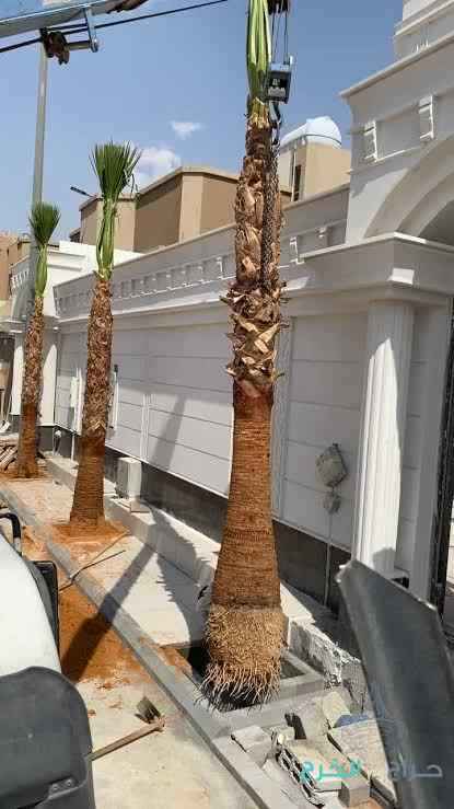 نخل واشنطون زينه