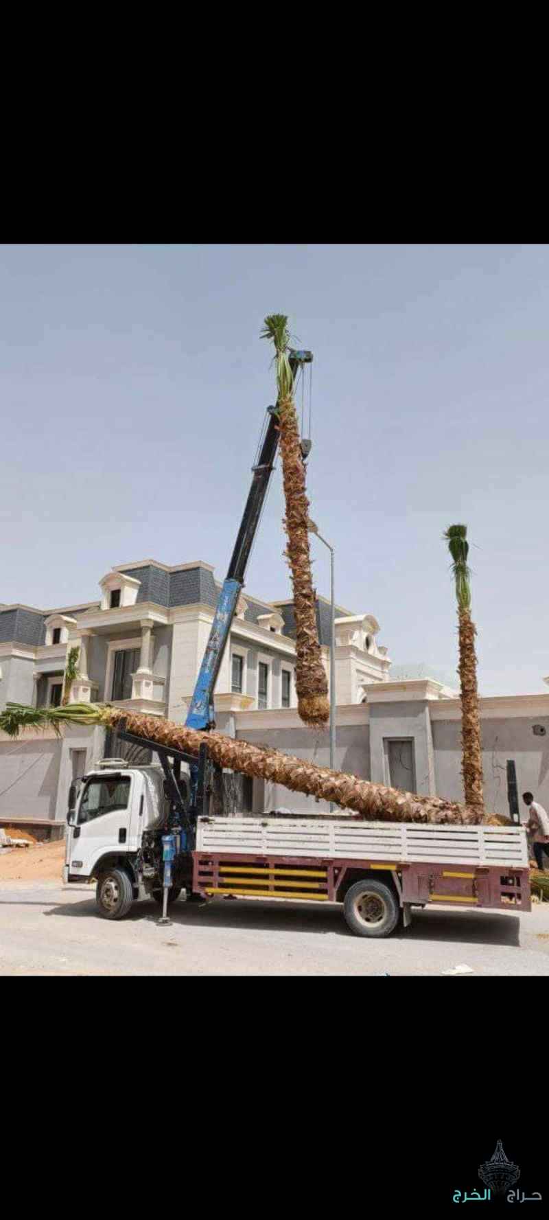 نخل واشنطون زينه