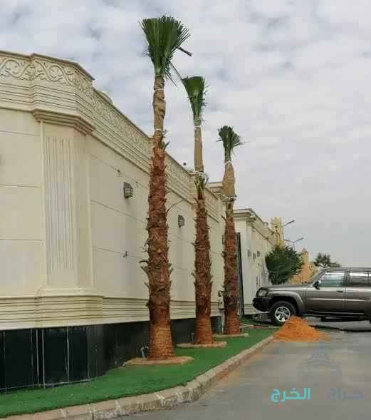 نخل واشنطون زينه