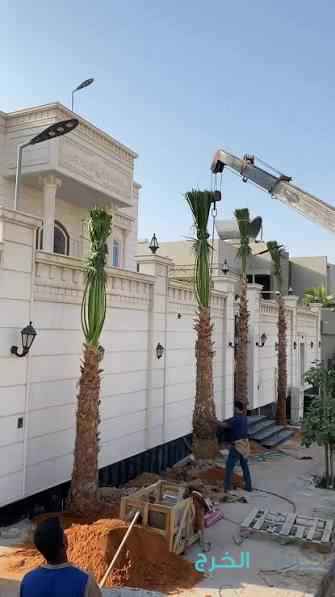 نخل واشنطون زينه