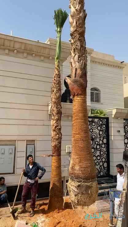 نخل واشنطون زينه