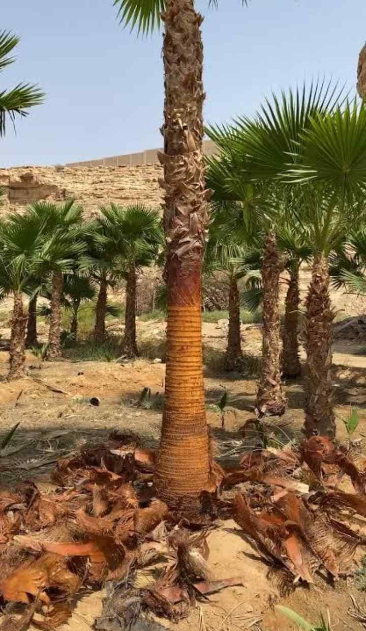 نخل واشنطون زينه