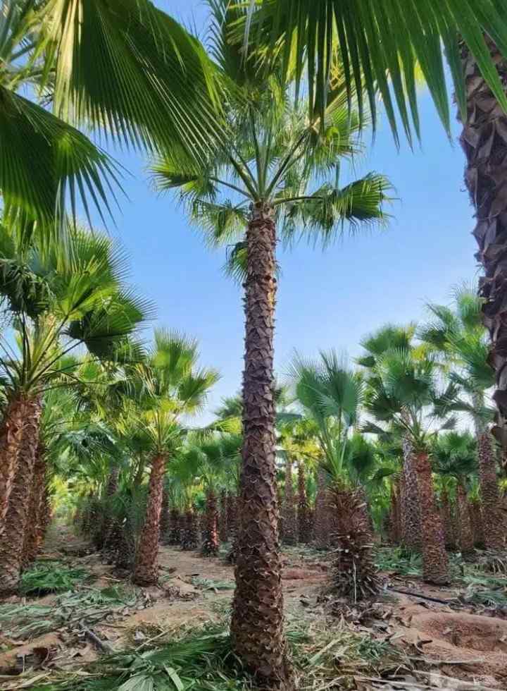 نخل واشنطون زينه