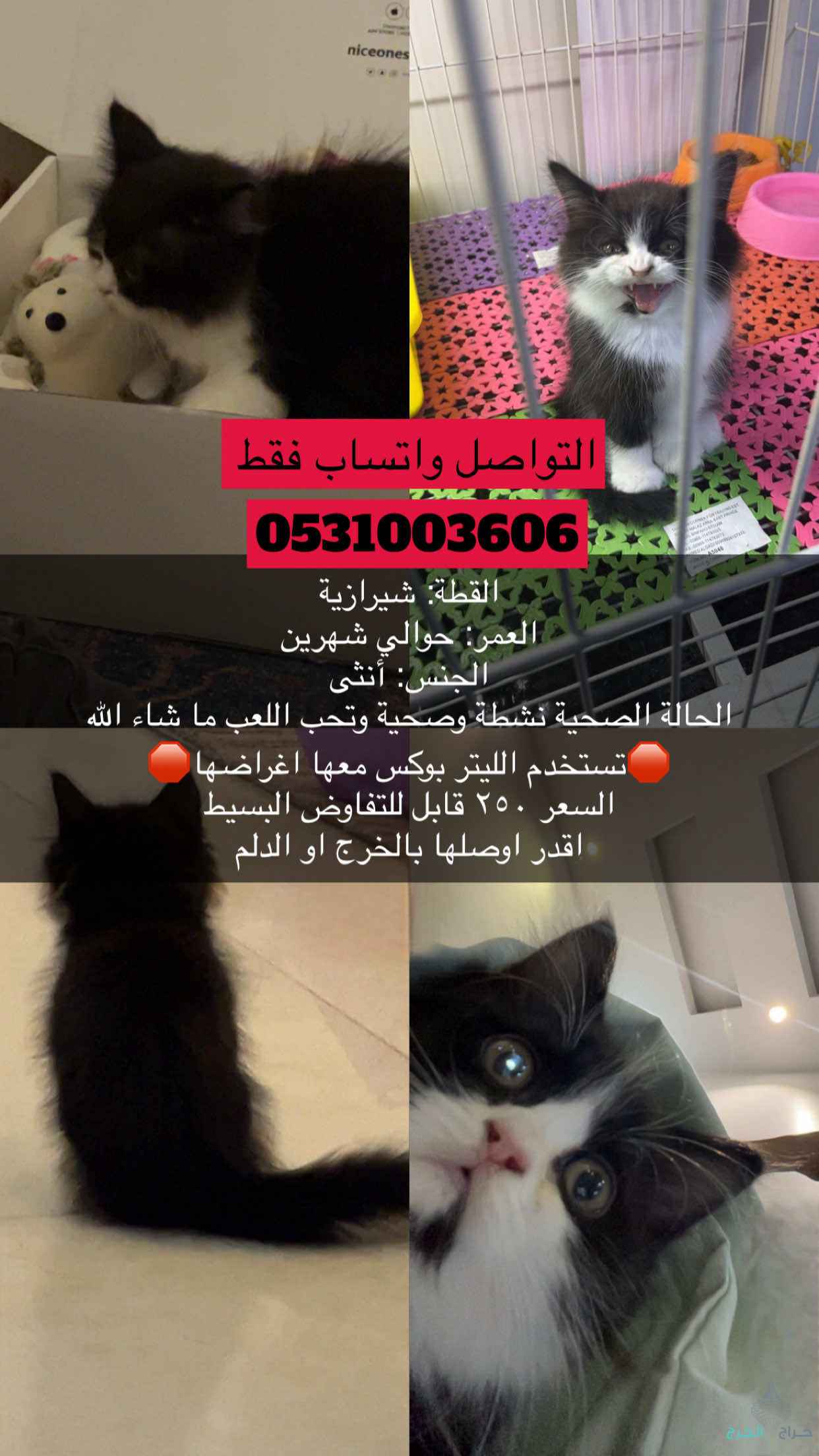 قطه شيرازيه للبيع