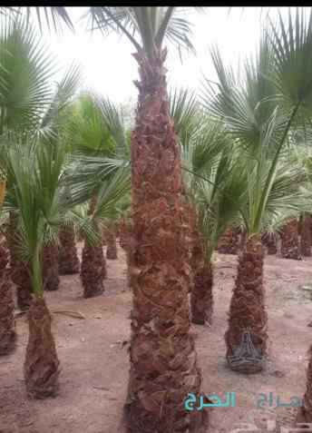 عامل تقطيع الحطب نظافة نخلة