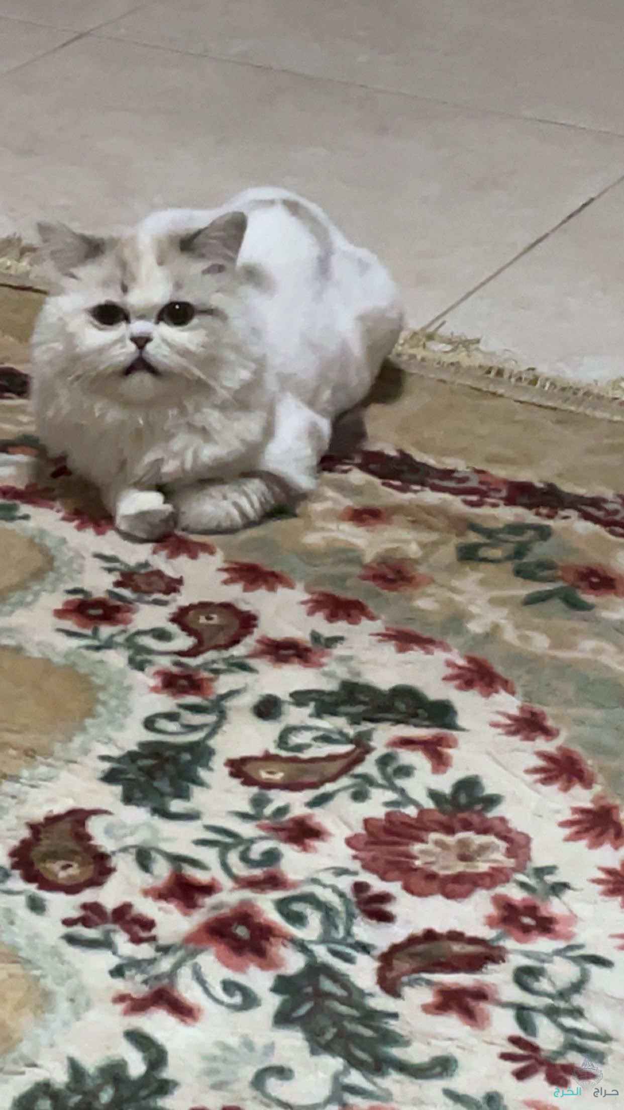 قطة شيرازي للتبني