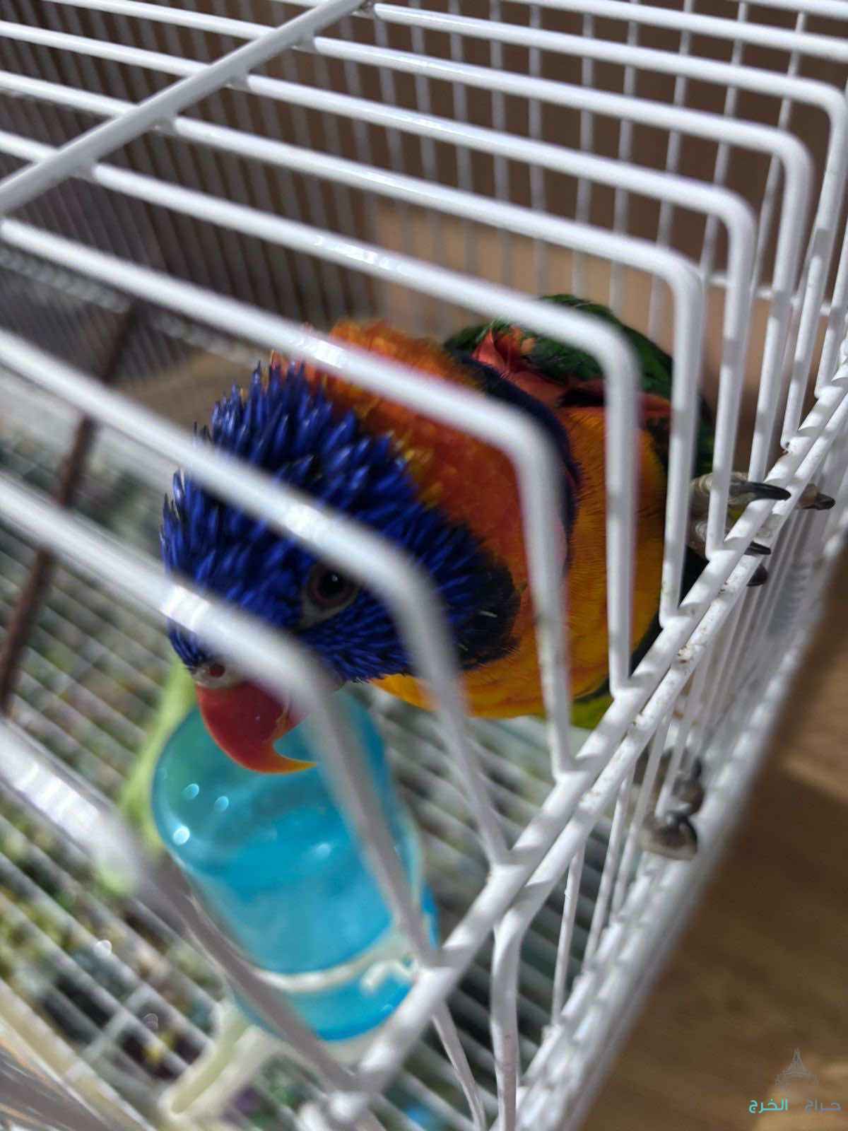 طير لوري للبيع 