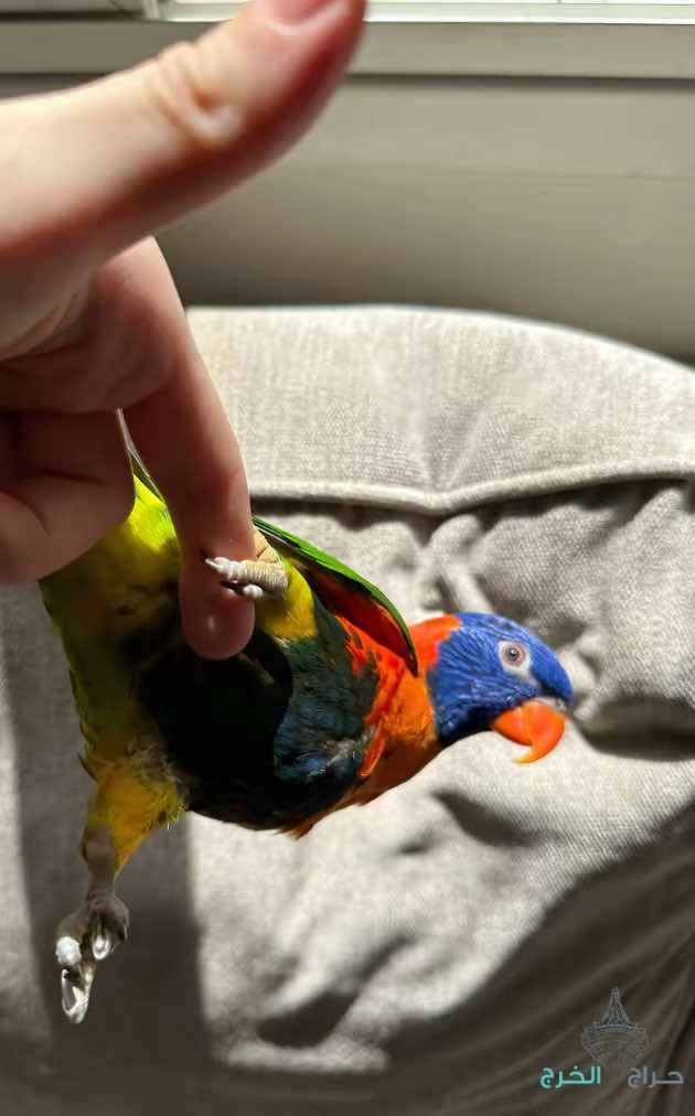 طير لوري للبيع 