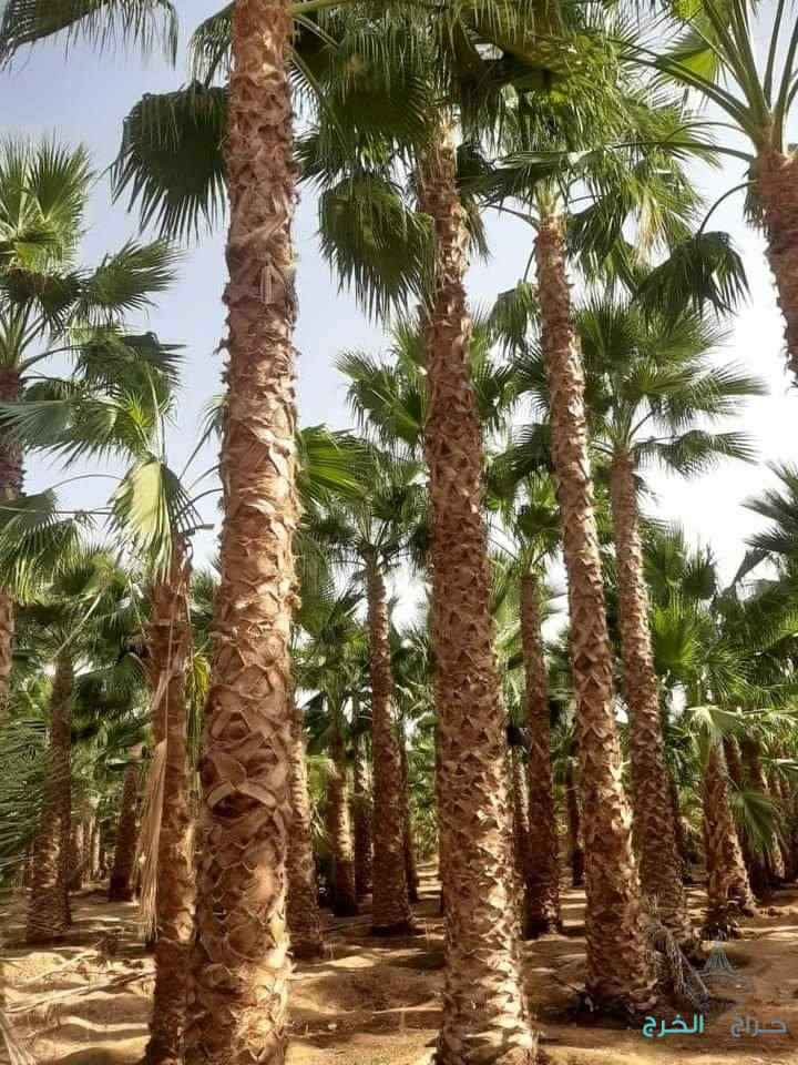 نخل عربي مثمر ونخيل واشنطني زينه للبيع 