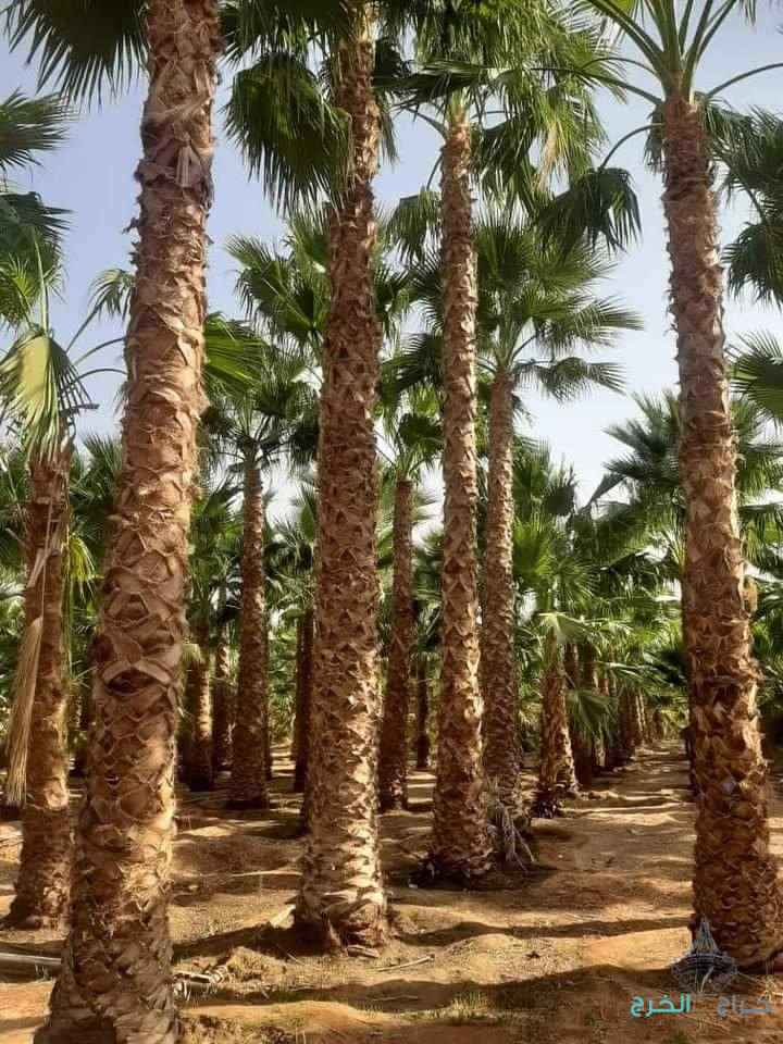 نخل عربي مثمر ونخيل واشنطني زينه للبيع 