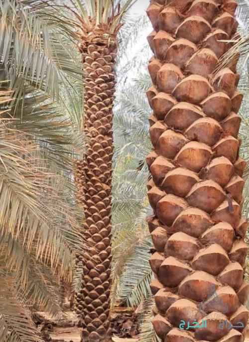 نخل عربي مثمر ونخيل واشنطني زينه للبيع 