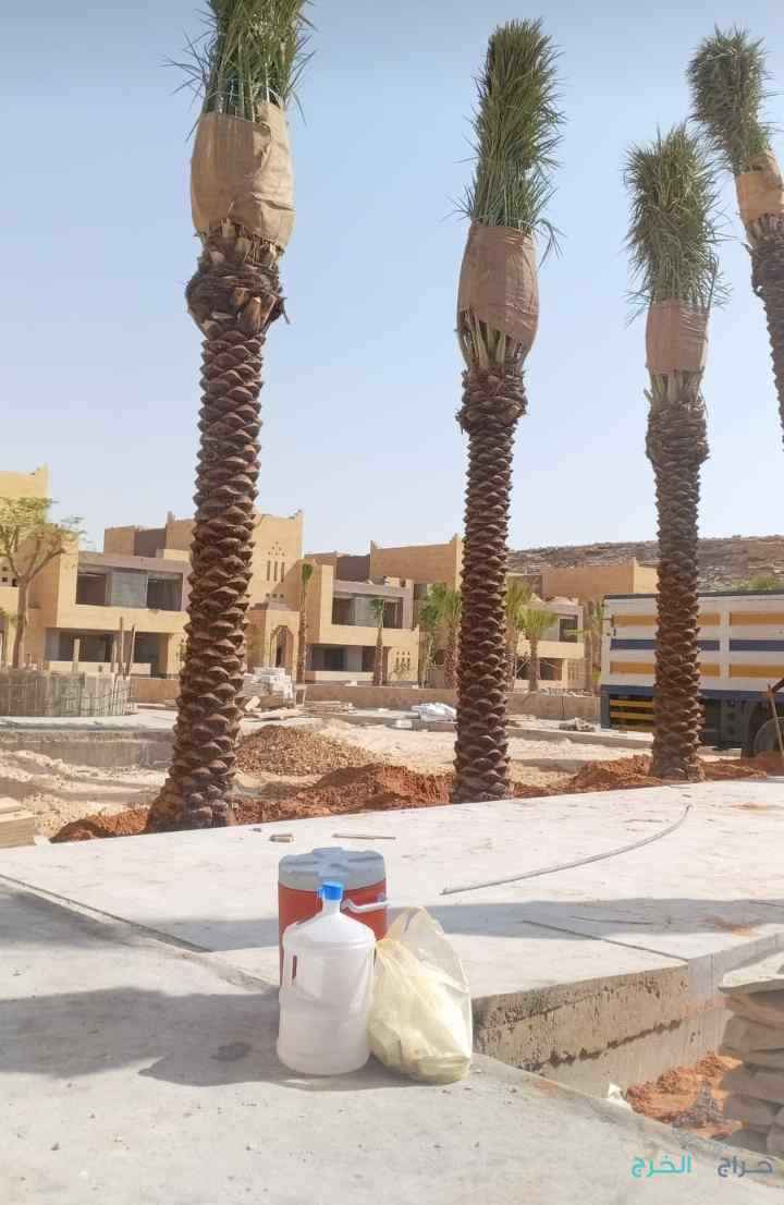 نخل عربي مثمر ونخيل واشنطني زينه للبيع 