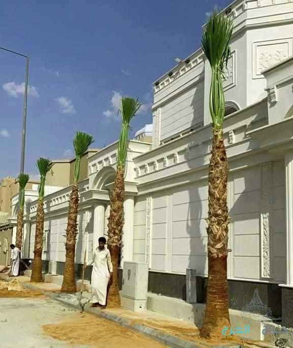 نخل عربي مثمر ونخيل واشنطني زينه للبيع 
