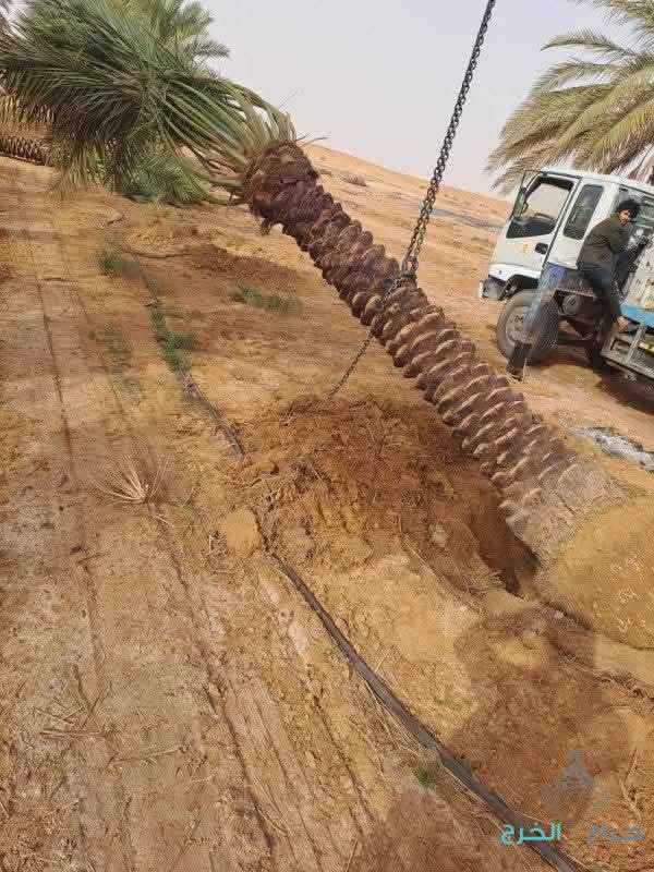 نخل عربي مثمر ونخيل واشنطني زينه للبيع 