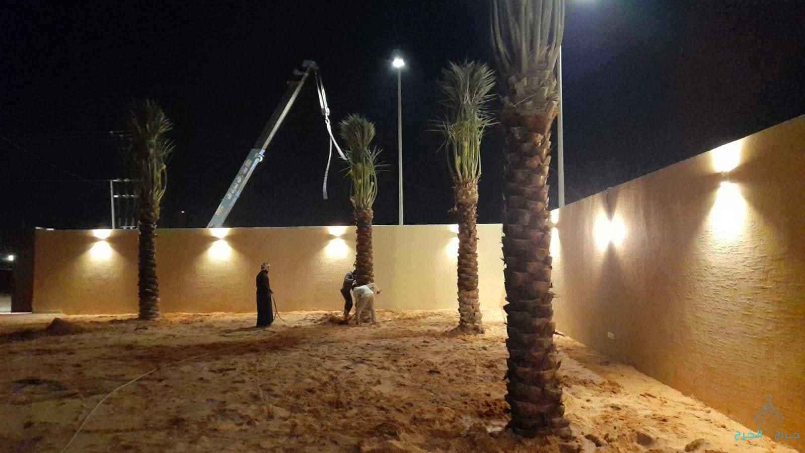 نخل عربي مثمر ونخيل واشنطني زينه للبيع 