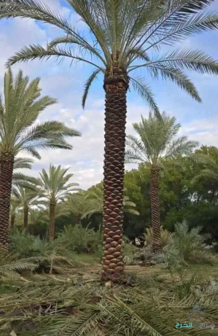 نخل عربي مثمر ونخيل واشنطني زينه للبيع 