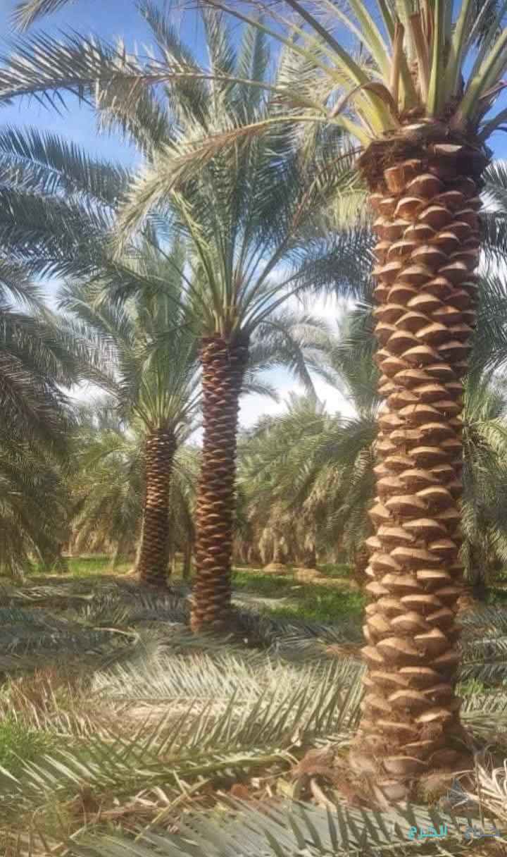 نخل عربي مثمر ونخيل واشنطني زينه للبيع 