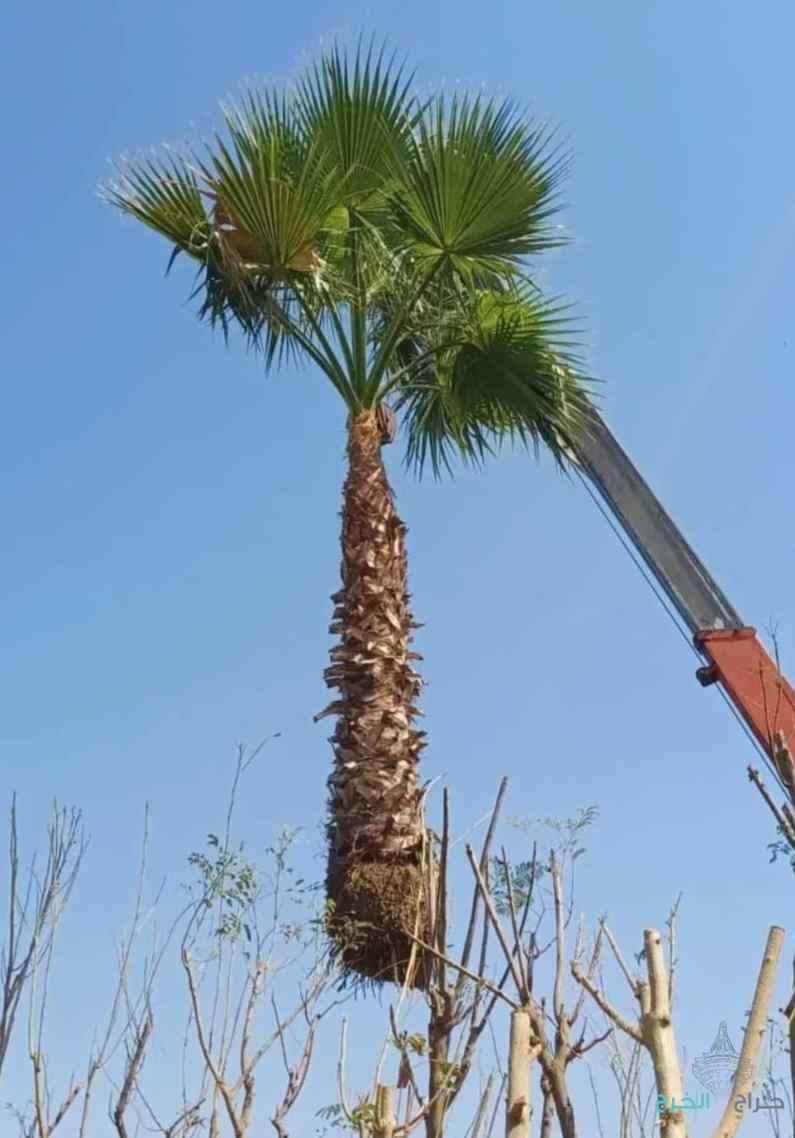 نخيل للبيع عربي مثمر ونخل زينه واشنطني امريكي 