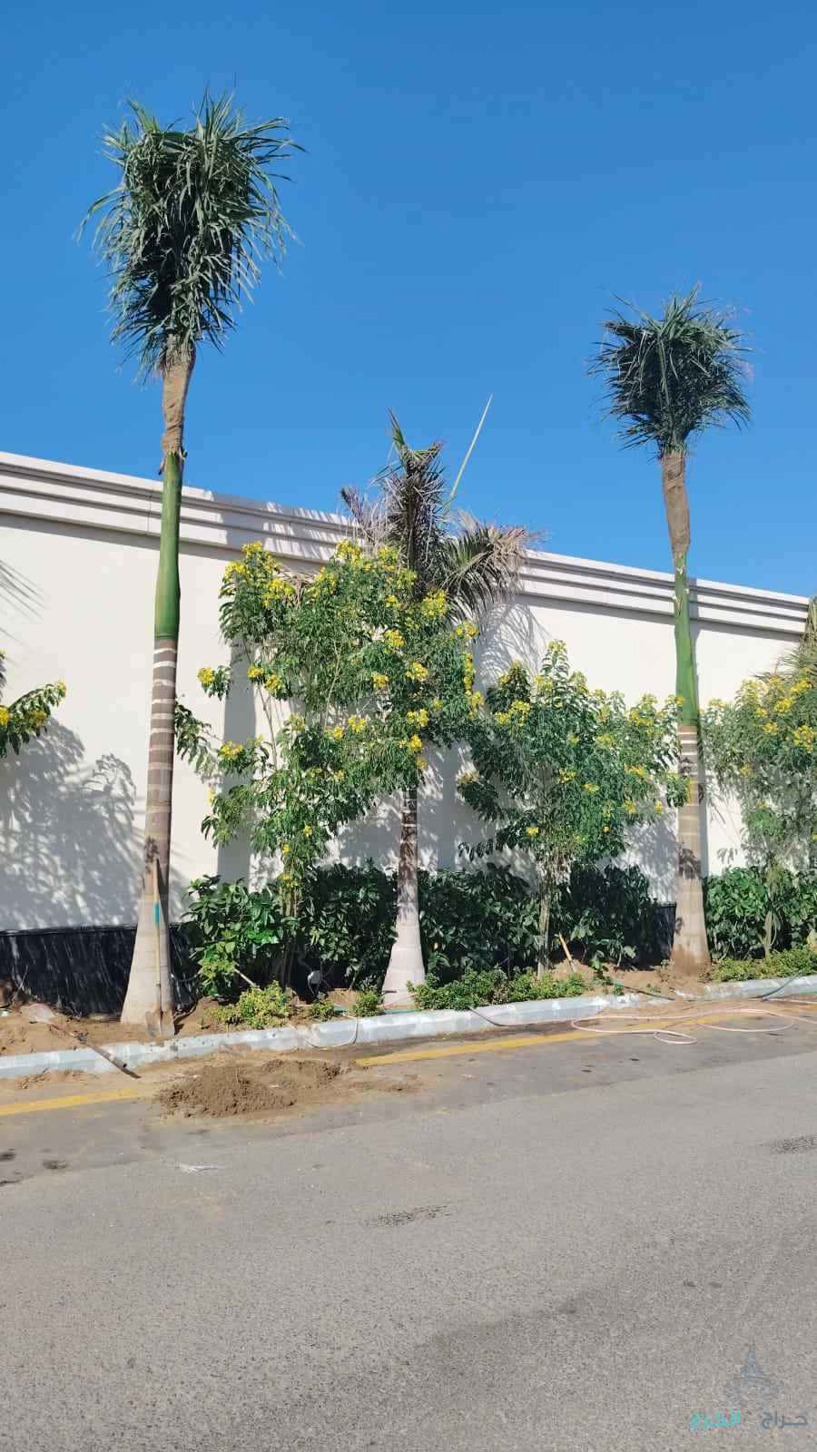 نخيل للبيع عربي مثمر ونخل زينه واشنطني امريكي 