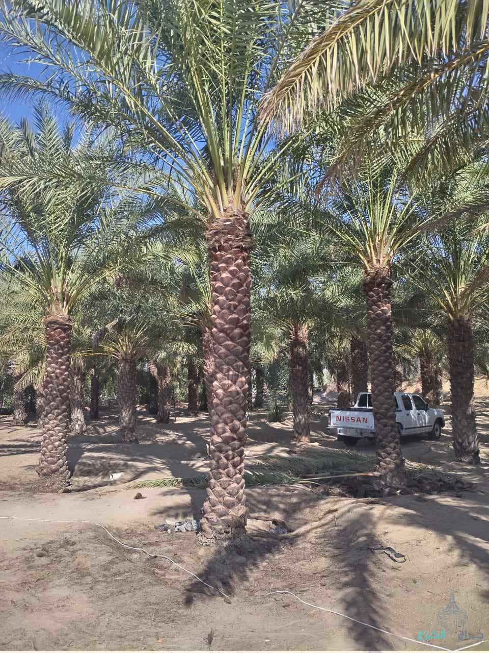 نخيل للبيع عربي مثمر ونخل زينه واشنطني امريكي 