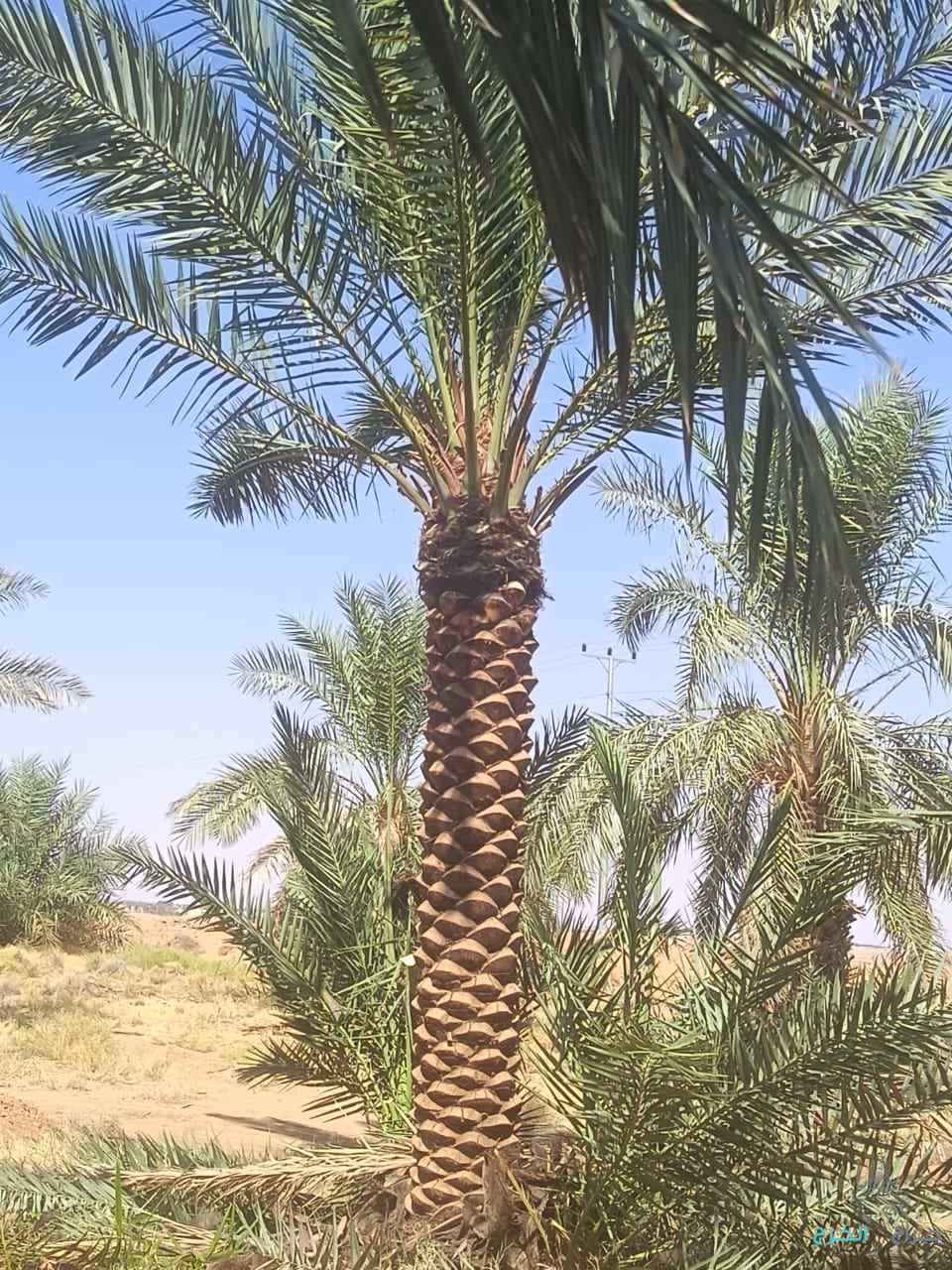 نخيل للبيع عربي مثمر ونخل زينه واشنطني امريكي 