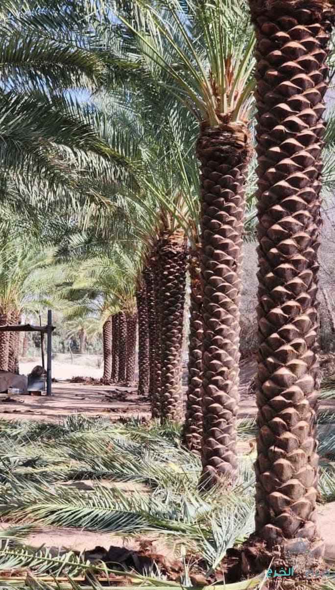 نخيل للبيع عربي مثمر ونخل زينه واشنطني امريكي 