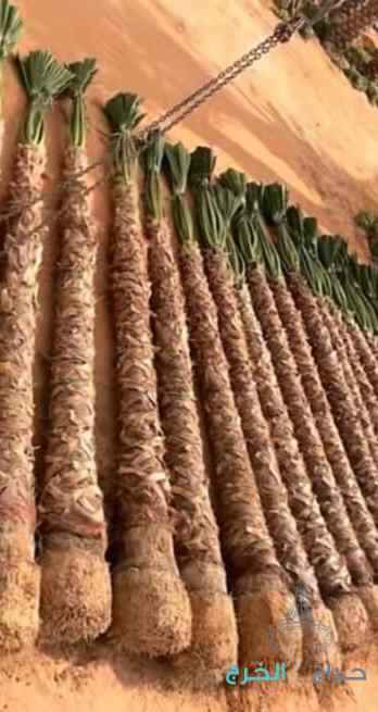 نخيل للبيع عربي مثمر ونخل زينه واشنطني امريكي 