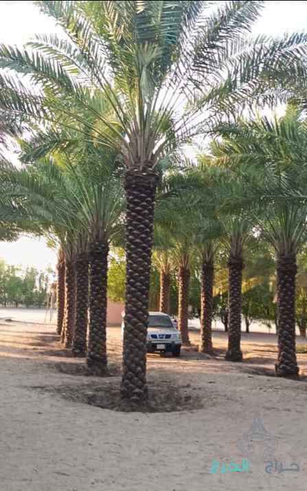 نخيل للبيع عربي مثمر ونخل زينه واشنطني امريكي 