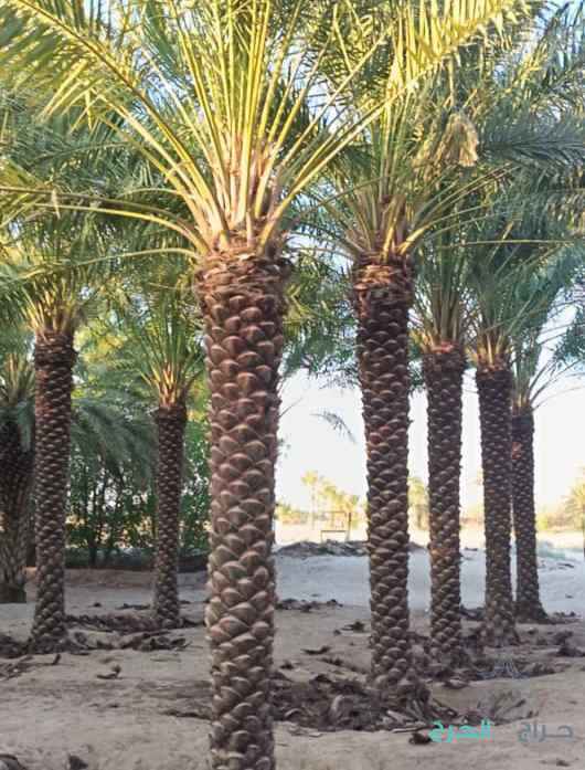 نخيل للبيع عربي مثمر ونخل زينه واشنطني امريكي 