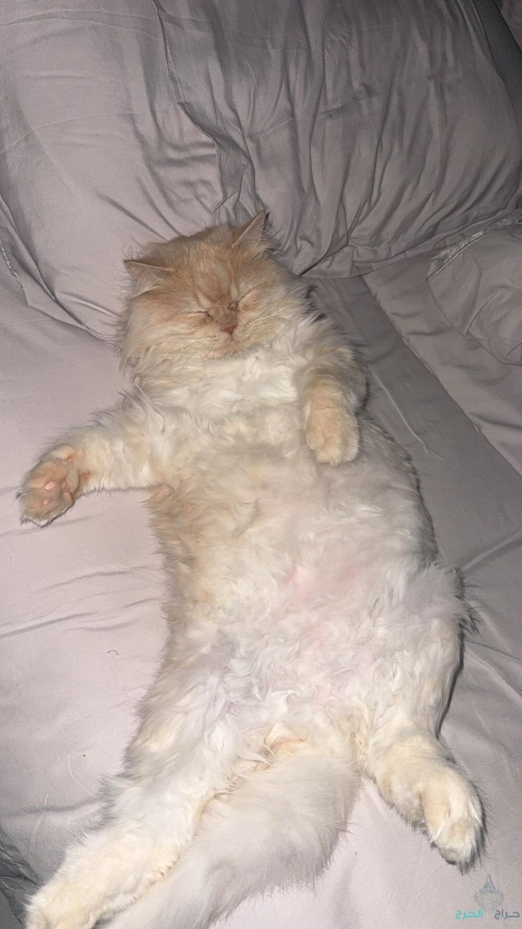 مطلوب فندقة قطط مضمونه