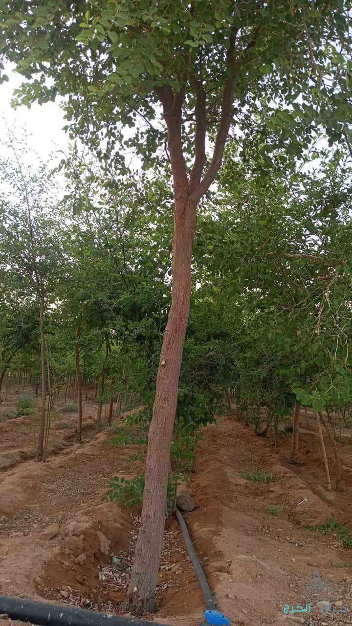 المقالات العامه 