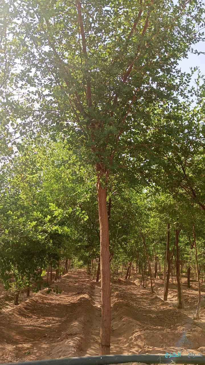 المقالات العامه 