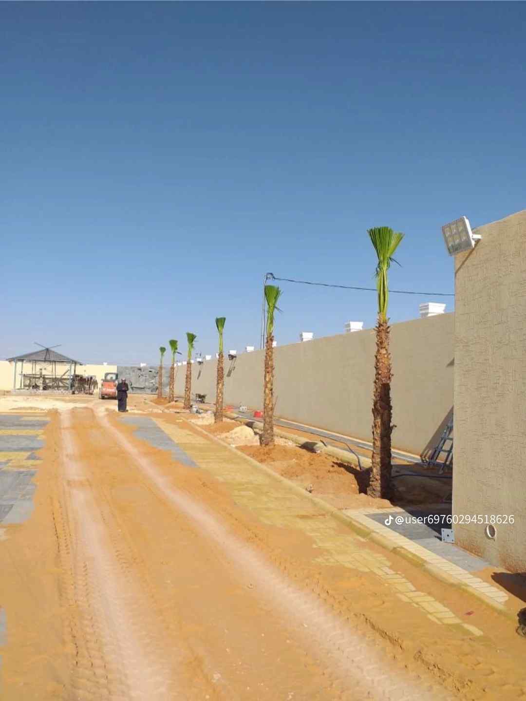 نخل وشنطن زينه امريكي ونخل عربي جميع المقاسات متوفرة لدينا