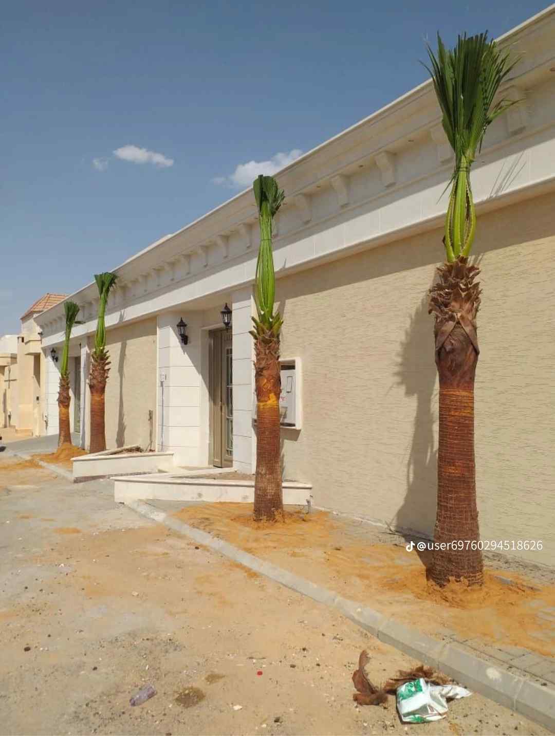 نخل وشنطن زينه امريكي ونخل عربي جميع المقاسات متوفرة لدينا