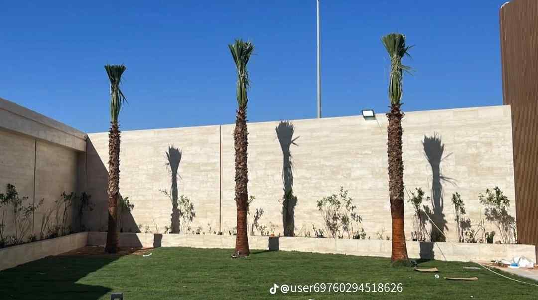 نخل وشنطن زينه امريكي ونخل عربي جميع المقاسات متوفرة لدينا