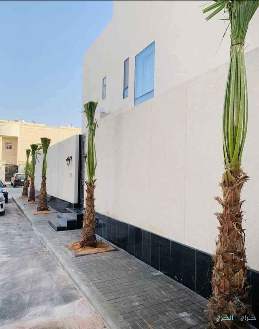 نخل وشنطن زينه امريكي ونخل عربي جميع المقاسات متوفرة لدينا