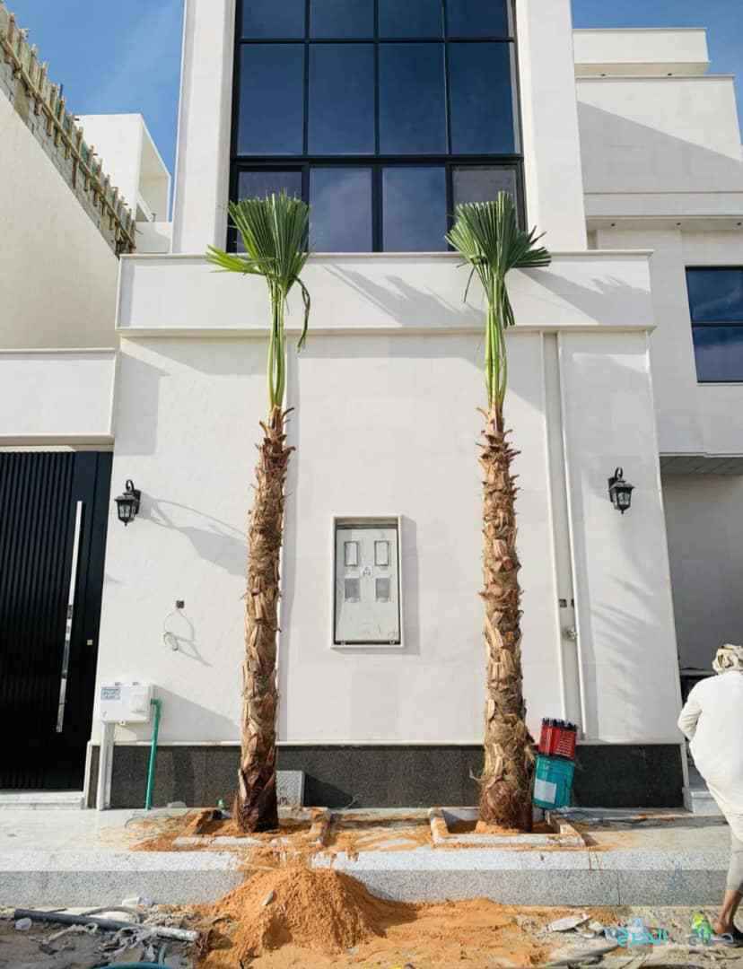 نخل وشنطن زينه امريكي ونخل عربي جميع المقاسات متوفرة لدينا