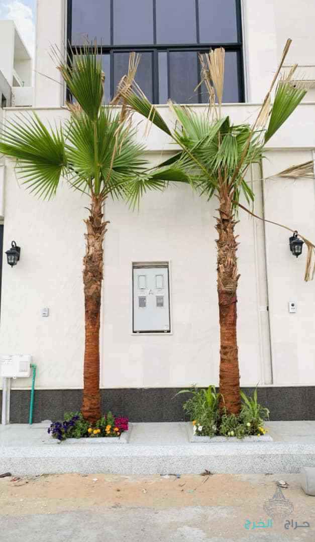 نخل وشنطن زينه امريكي ونخل عربي جميع المقاسات متوفرة لدينا