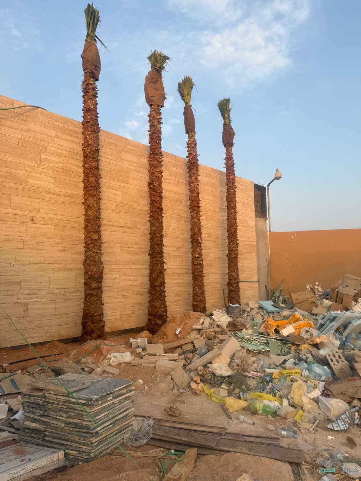 نخل وشنطن زينه امريكي ونخل عربي جميع المقاسات متوفرة لدينا