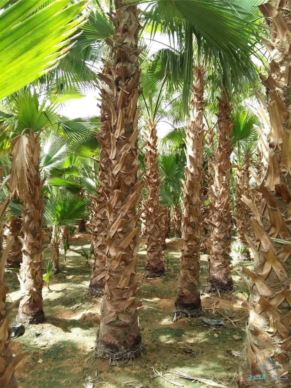 نخل وشنطن زينه امريكي ونخل عربي جميع المقاسات متوفرة لدينا
