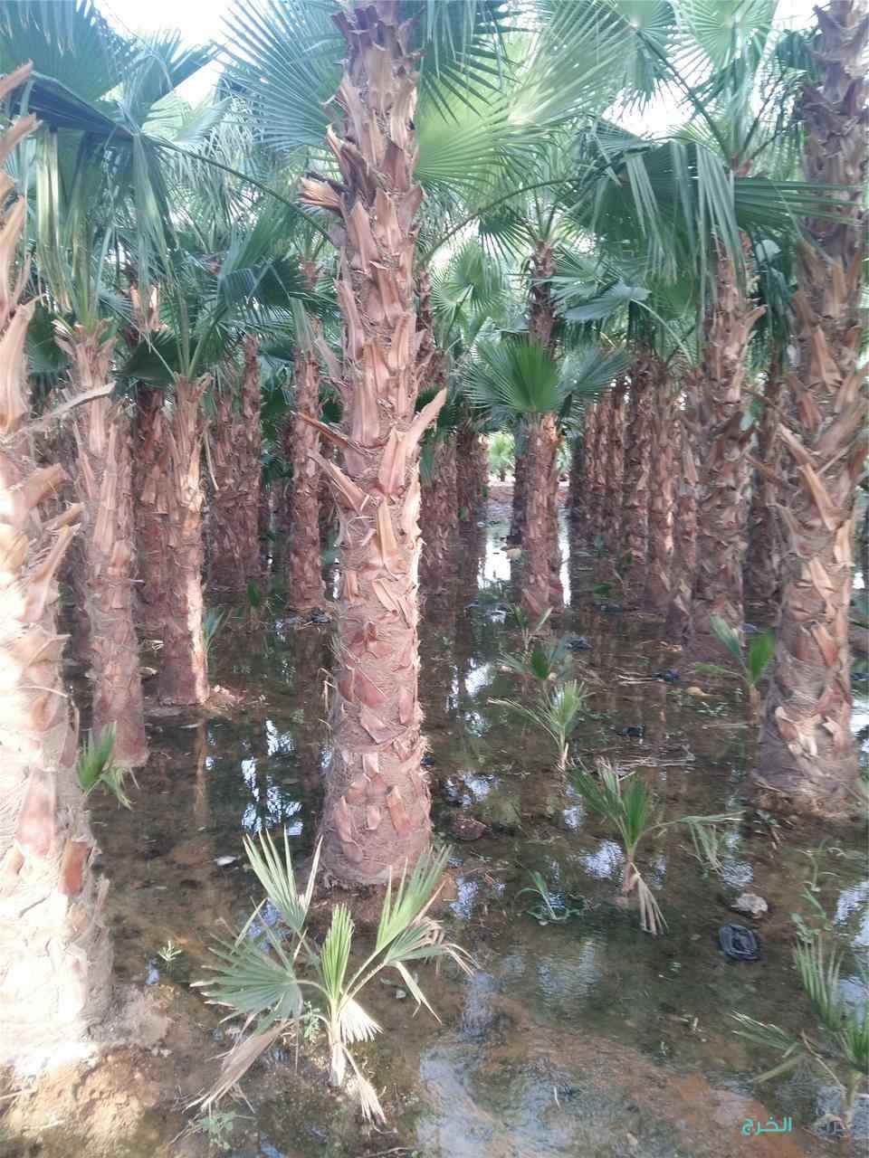 نخل وشنطن زينه امريكي ونخل عربي جميع المقاسات متوفرة لدينا