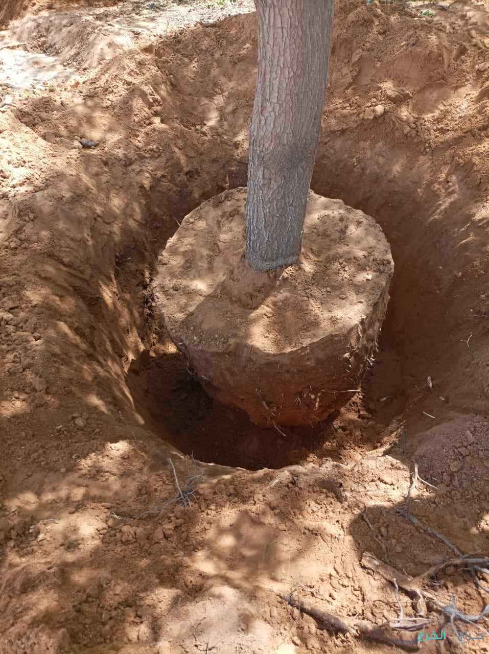 نقوم بتفطيم وقلع جميع الأشجار وتوريد انخيل لتواصل 