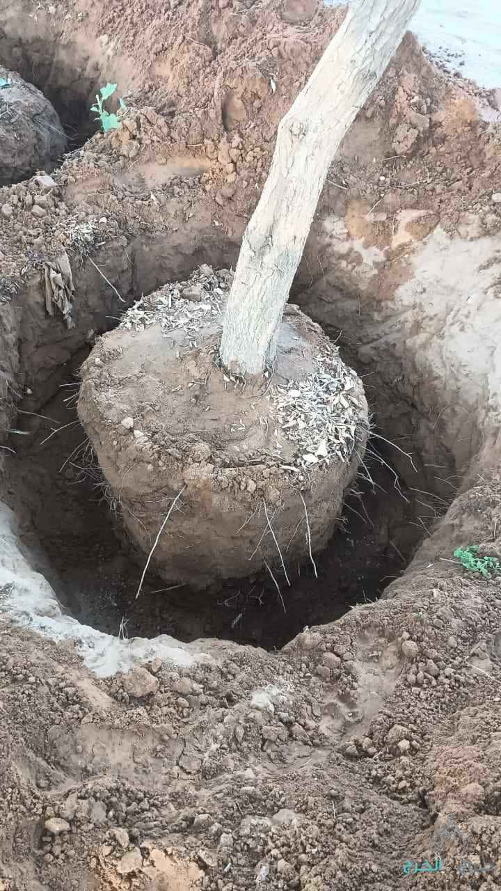 نقوم بتفطيم وقلع جميع الأشجار وتوريد انخيل لتواصل 