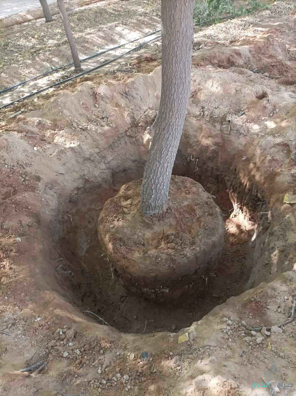 نقوم بتفطيم وقلع جميع الأشجار وتوريد انخيل لتواصل 