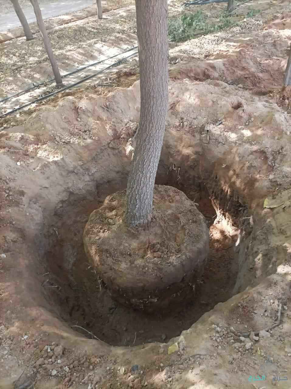 نقوم بتفطيم وقلع جميع الأشجار وتوريد انخيل لتواصل 