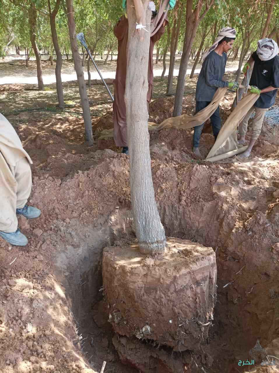 نقوم بتفطيم وقلع جميع الأشجار وتوريد انخيل لتواصل 